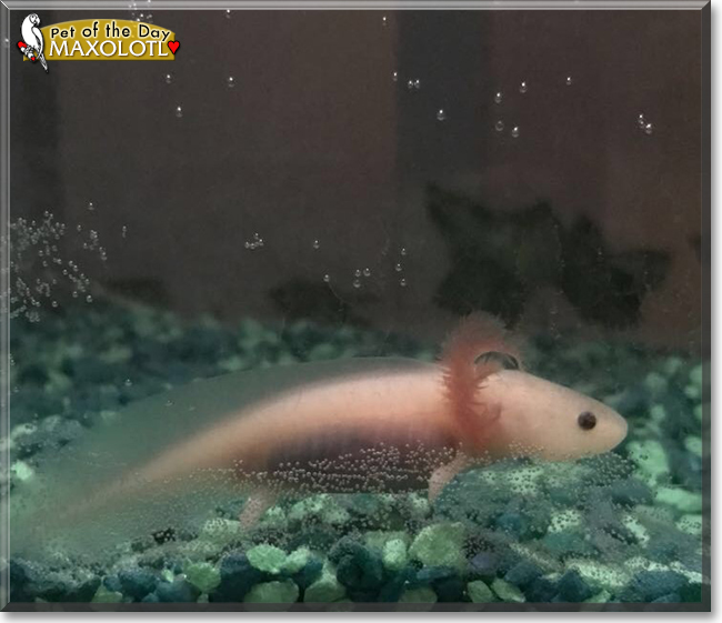 Maxolotl the Axolotl, the Pet of the Day