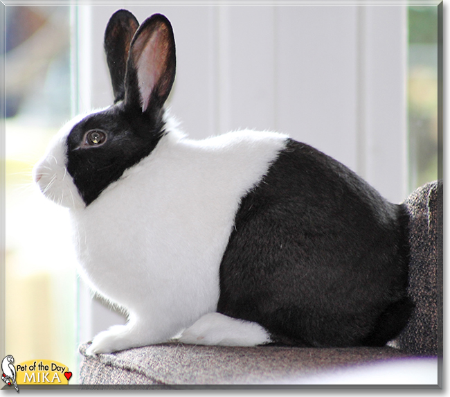 Mika the Dutch Rabbit, the Pet of the Day