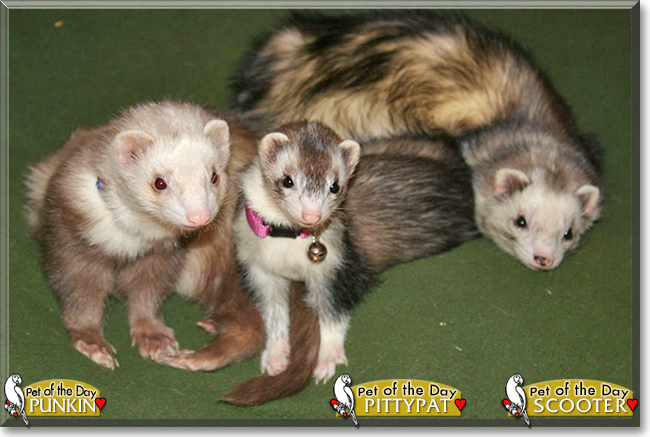 Punkin, Pittypat, Scooter the Ferrets, the Pet of the Day