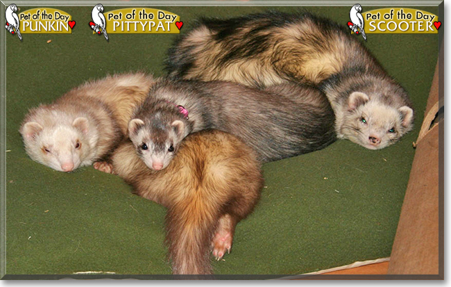 Punkin, Pittypat, Scooter the Ferrets, the Pet of the Day