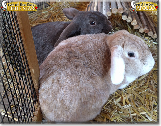 Apollo, Little Star the Lop Rabbits, the Pet of the Day