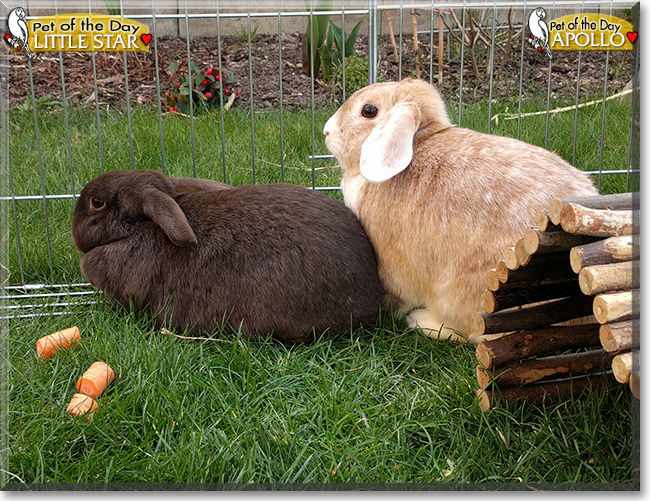Apollo, Little Star the Lop Rabbits, the Pet of the Day