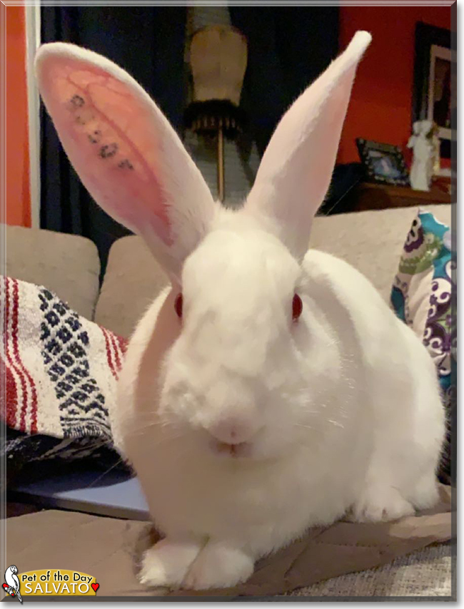 Salvato the New Zealand White Rabbit, the Pet of the Day