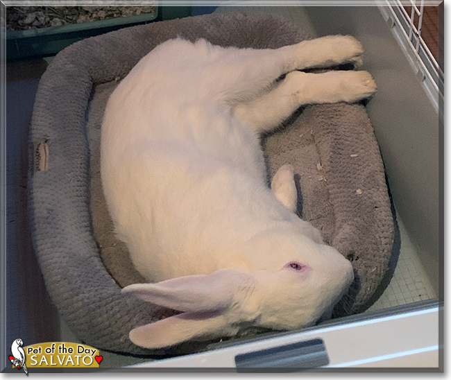 Salvato the New Zealand White Rabbit, the Pet of the Day