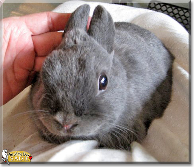 Sadie the Netherland Dwarf Rabbit, the Pet of the Day