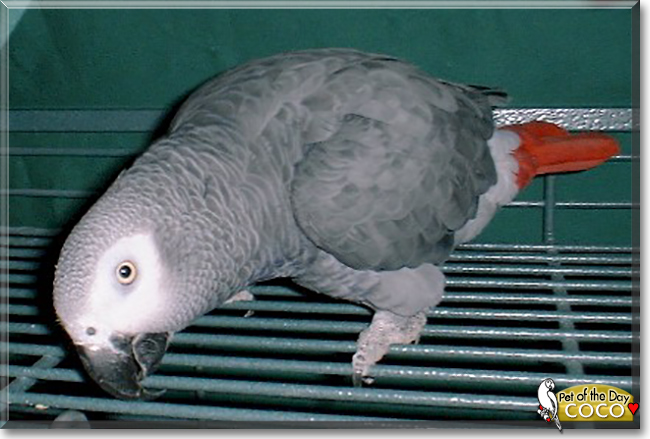 Coco the African Grey Parrot, the Pet of the Day