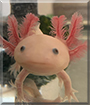 Maxolotl the Axolotl