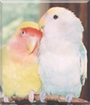 Cottonball & Koo Kee the Peachface Lovebirds