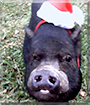 Petunia the Potbellied Pig