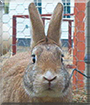 Garfield the Rabbit