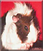 Kilo the Guinea Pig