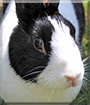 Mika the Dutch Rabbit