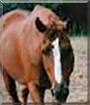Rita the Thoroughbred Horse