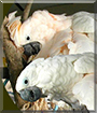 Cameo and Charmin the Umbrella Cockatoos