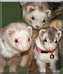 Punkin, Pittypat, Scooter the Ferrets