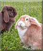 Apollo, Little Star the Lop Rabbits