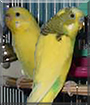 Lemon and Lime the Parakeets
