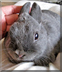 Sadie the Netherland Dwarf Rabbit