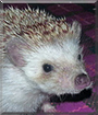 Marigold the Hedgehog