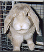 Cuddles the Mini Lop Rabbit