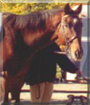 Jakey the Thoroughbred Horse