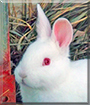 Dolphin the Rabbit
