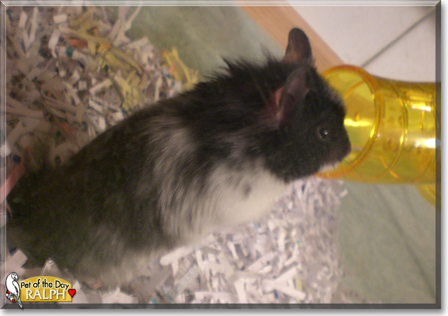 Ralph the Dalmatian Hamster, the Pet of the Day