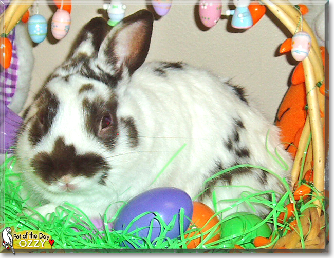 Ozzy the Dwarf Rabbit, the Pet of the Day