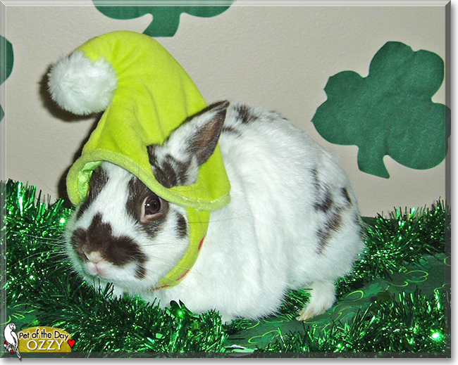 Ozzy the Dwarf Rabbit, the Pet of the Day