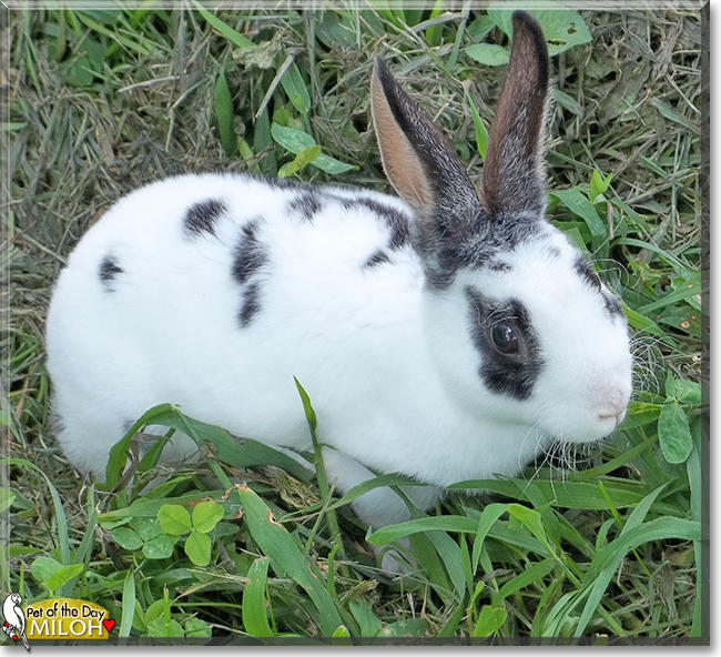 Miloh the Rex Rabbit, the Pet of the Day