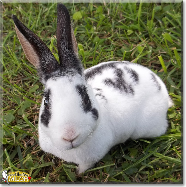Miloh the Rex Rabbit, the Pet of the Day