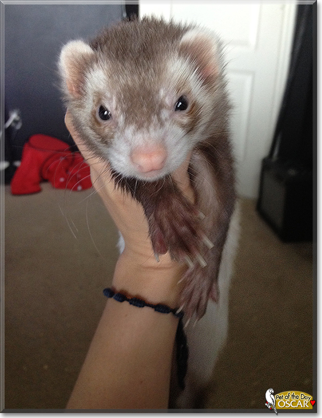 Oscar the Ferret, the Pet of the Day