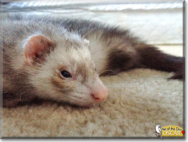 Oscar the Ferret, the Pet of the Day