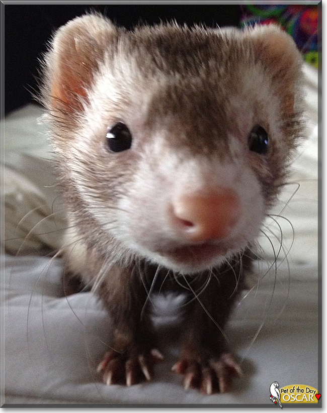 Oscar the Ferret, the Pet of the Day