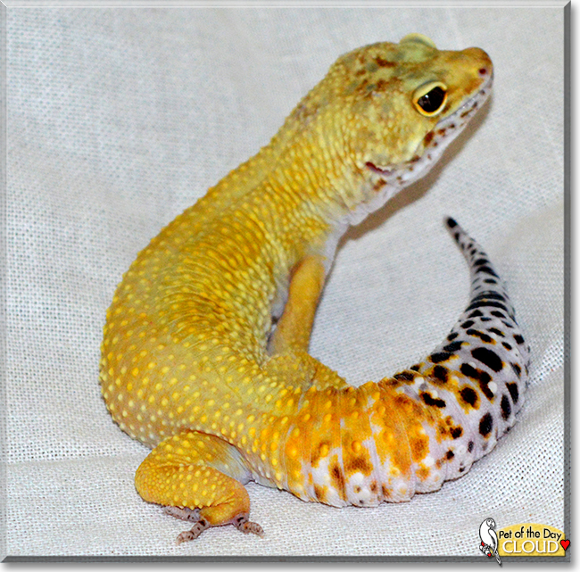Cloud the Leopard Gecko, the Pet of the Day