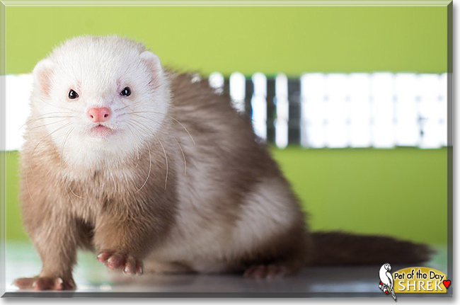 Shrek the Pastel Ferret, the Pet of the Day