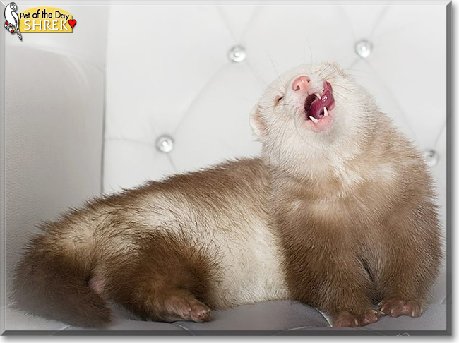 Shrek the Pastel Ferret, the Pet of the Day