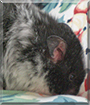 Ralph the Dalmatian Hamster