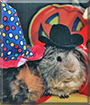 Gimlet and Boomie the Abyssinian Guinea Pigs