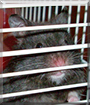 Josefine the Hamster