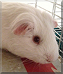 Snowy the Guinea Pig