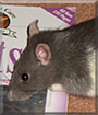 Miep the Fancy Rat