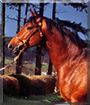 Sam the Thoroughbred Pony cross