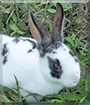 Miloh the Rex Rabbit