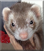 Oscar the Ferret