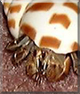 Mr. Crab the Hermit Crab