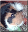 Asterix the Guinea Pig