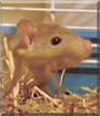 Rosie the Grey Hooded Rat