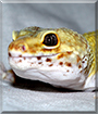 Cloud the Leopard Gecko