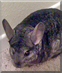 Flynn the Chinchilla